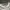Lacoste Casual Polo shirt Pria white photo 3