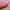 Puma Casual Sneakers Wanita pink photo 2