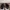 Adidas Streetwear Sportswear Wanita white black photo 3
