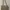 Steve Madden Luxury Shoulder Bag Wanita Cream