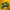Puma Indie Casual Sneakers Pria green yellow photo 1