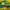 Puma Indie Casual Sneakers Pria green yellow photo 2