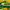 Puma Indie Casual Sneakers Pria Green Yellow