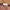 Guy Laroche Avant Garde Belt Wanita brown photo 3