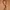 Guy Laroche Avant Garde Belt Wanita brown photo 1