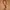 Guy Laroche Avant Garde Belt Wanita Brown