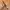 Guy Laroche Avant Garde Belt Wanita brown photo 4