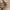 Guy Laroche Avant Garde Belt Wanita brown photo 2