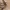 Guy Laroche Avant Garde Belt Wanita Brown