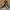 VANS Vintage Casual Sneakers Pria brown photo 4