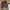 VANS Casual Sneakers Pria red photo 4
