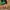 Coquette Casual Heels Wanita green photo 2