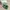 Coquette Casual Heels Wanita green photo 6
