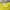 thisisneverthat Streetwear Casual Sweatshirt Pria green photo 4