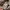 Japanese brand Casual Formal shirt Pria tan photo 4