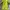 EXR Gorpcore Track jacket Pria green yellow photo 3