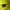 EXR Gorpcore Track jacket Pria green yellow photo 2