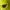 EXR Gorpcore Track Jacket Pria Green Yellow