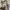Casual Harrington jacket Pria cream photo 5