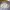 Casual Harrington jacket Pria cream photo 1