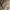 Levi's Streetwear Skater Denim jacket Pria cream tan photo 4