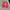 Pancoat Casual Sweatshirt Pria multicolor pink photo 1