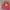Pancoat Casual Sweatshirt Pria multicolor pink photo 3