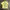 FUCT Biker Casual T-shirt Pria yellow photo 1