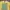 FUCT Biker Casual T-shirt Pria Yellow