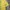 FUCT Biker Casual T-shirt Pria yellow photo 4
