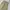 Wrangler Vintage Pria cream photo 3