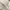 Made in USA Vintage Indie T-shirt Pria cream photo 4