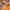 K-Swiss Minimalist Windbreaker Pria orange photo 2