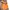 K-Swiss Minimalist Windbreaker Pria orange photo 1