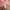 Pierre Cardin Streetwear Bra Wanita pink photo 2