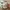 VANS Skater Short Pria khaki tan photo 6