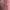 Muslim Wanita pink photo 4
