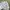 Dickies Casual Short Pria white photo 5