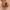 Maison Margiela Luxury Minimalist Flat Wanita brown photo 3