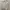 National Geographic Sportswear Sweatpants & Joggers Pria gray photo 4