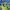 Adidas Sportswear Casual Sneakers Pria blue yellow photo 7