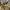 Timberland Minimalist Polo shirt Pria cream photo 4