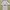 Adidas Streetwear Sportswear Jersey Pria White Black