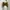 Avant Garde Coquette Crop top Wanita brown photo 2