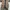 Miu Miu Streetwear Sneakers Wanita tan photo 4