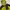 Montbell Streetwear Gorpcore Puffer jacket Pria yellow black photo 2