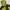 Montbell Streetwear Gorpcore Puffer Jacket Pria Yellow Black