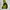 Montbell Streetwear Gorpcore Puffer jacket Pria yellow black photo 6