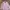 Stussy Vintage Y2K Formal shirt Pria pink photo 2