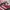Adidas Casual Sneakers Wanita pink photo 2